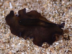 Tytthosoceros nocturnus