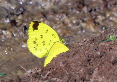 Eurema hecabe solifera