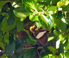 Coeliades forestan forestan