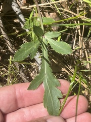 Sanicula bipinnatifida