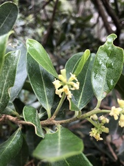 Daphnopsis caracasana
