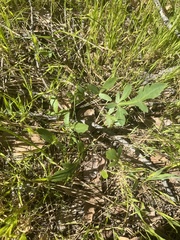 Sanicula bipinnatifida