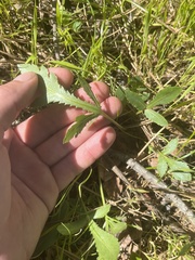 Sanicula bipinnatifida