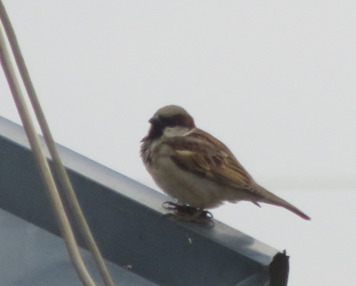 House Sparrow