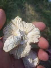 Russula basifurcata