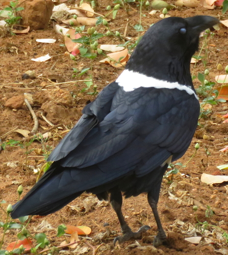 Pied Crow