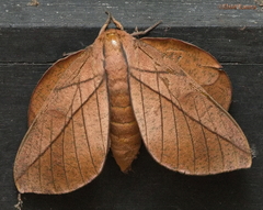 Oiticella convergens