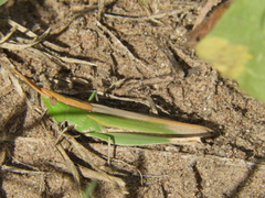 Allotruxalis gracilis