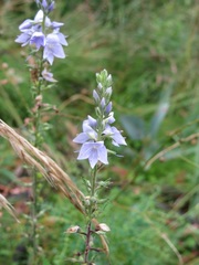 Veronica velutina
