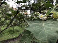 Solanum stellatiglandulosum