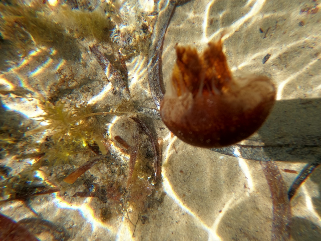Chrysaora pentastoma