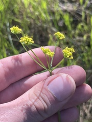 Lomatium marginatum marginatum