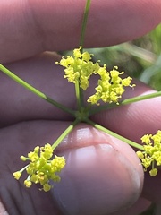Lomatium marginatum marginatum