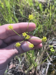 Lomatium marginatum marginatum
