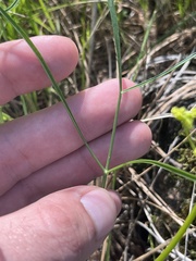 Lomatium marginatum marginatum