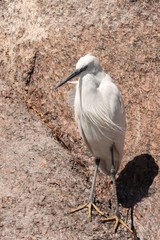 Egretta garzetta