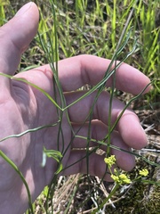 Lomatium marginatum marginatum