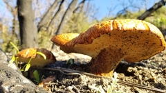 Polyporus decurrens