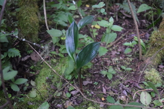 Pterichis