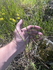 Lomatium marginatum marginatum