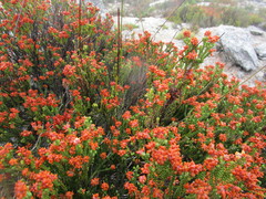 Erica petraea
