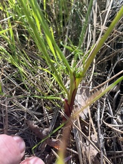 Lomatium marginatum marginatum