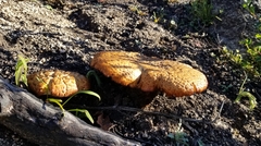 Polyporus decurrens