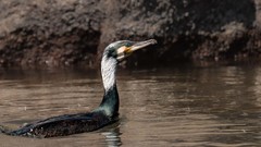 Phalacrocorax carbo