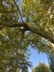 Platanus × hispanica