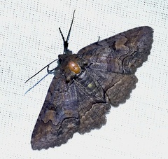 Zale buchholzi