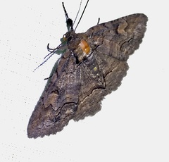 Zale buchholzi