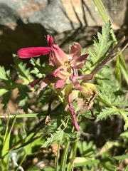 Pedicularis densiflora