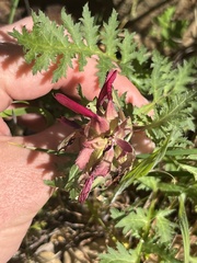 Pedicularis densiflora