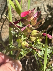 Pedicularis densiflora