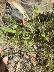 Pedicularis densiflora