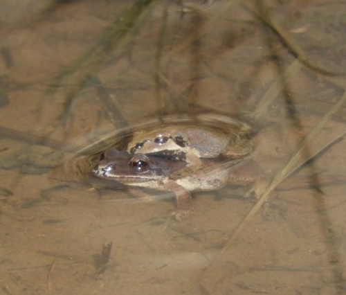 Mountain Chorus Frog photographed in West Virginia