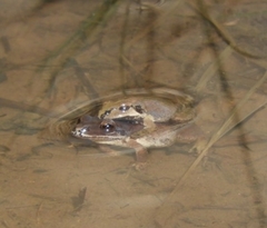 Pseudacris brachyphona