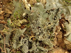 Leptogium coralloideum