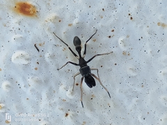 Myrmarachne melanocephala