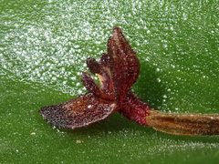 Pleurothallis phymatodea