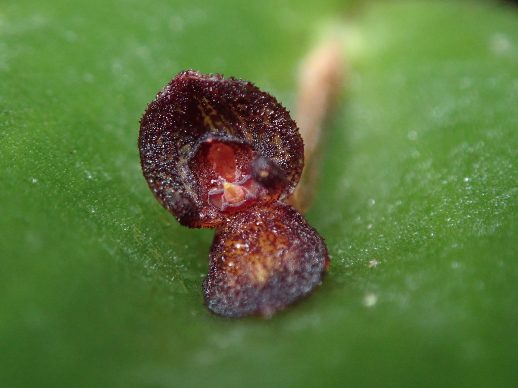 Pleurothallis phymatodea