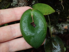 Pleurothallis phymatodea