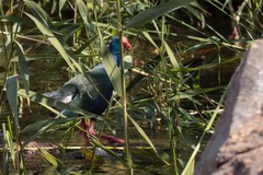 Porphyrio madagascariensis