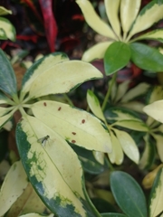 Condylostylus longicornis