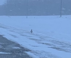 Tympanuchus phasianellus