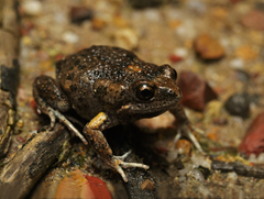 Uperoleia laevigata