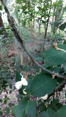 Yponomeuta evonymella