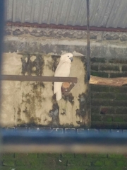 Cacatua moluccensis