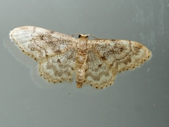 Idaea inquinata