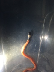 Phimophis guianensis